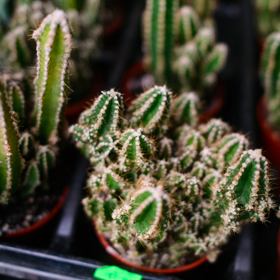 Fairy Castle Cactus (3")