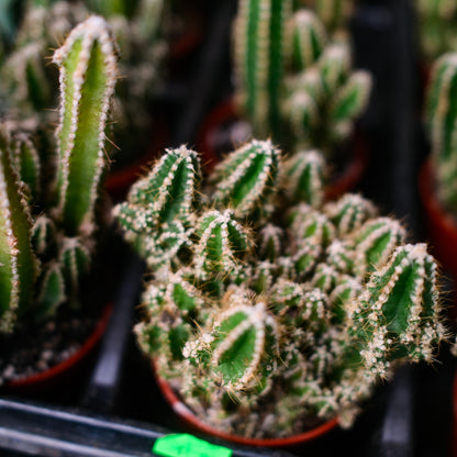 Fairy Castle Cactus (3")