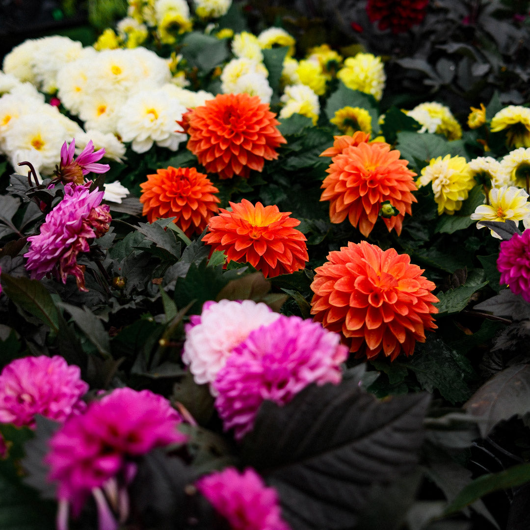 Dahlia (5")
