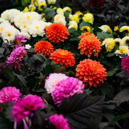 Dahlia (5")