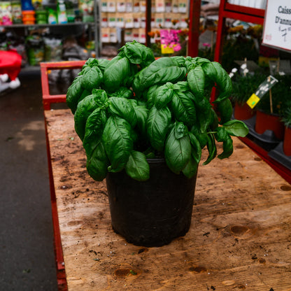 Father's Day Gift Set – Basil, Chili Pepper & Cricket Frass