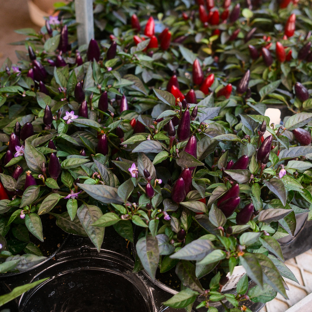 Acapulco Purple Hot Pepper (5")