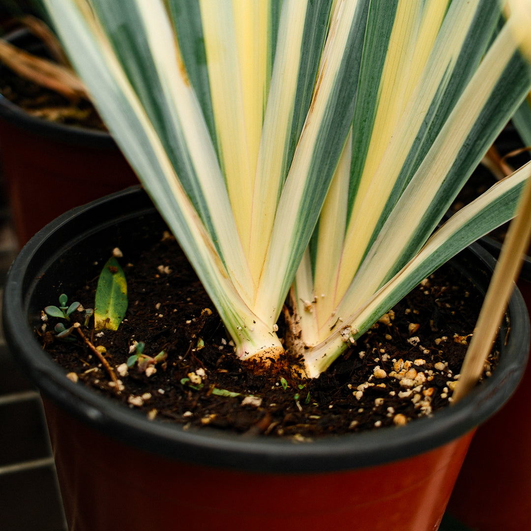 Iris panaché (6")