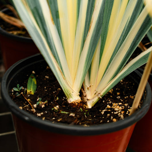 Iris panaché (6")