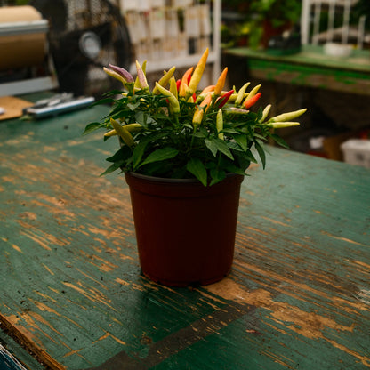 Basket of Fire Hot Pepper (5")