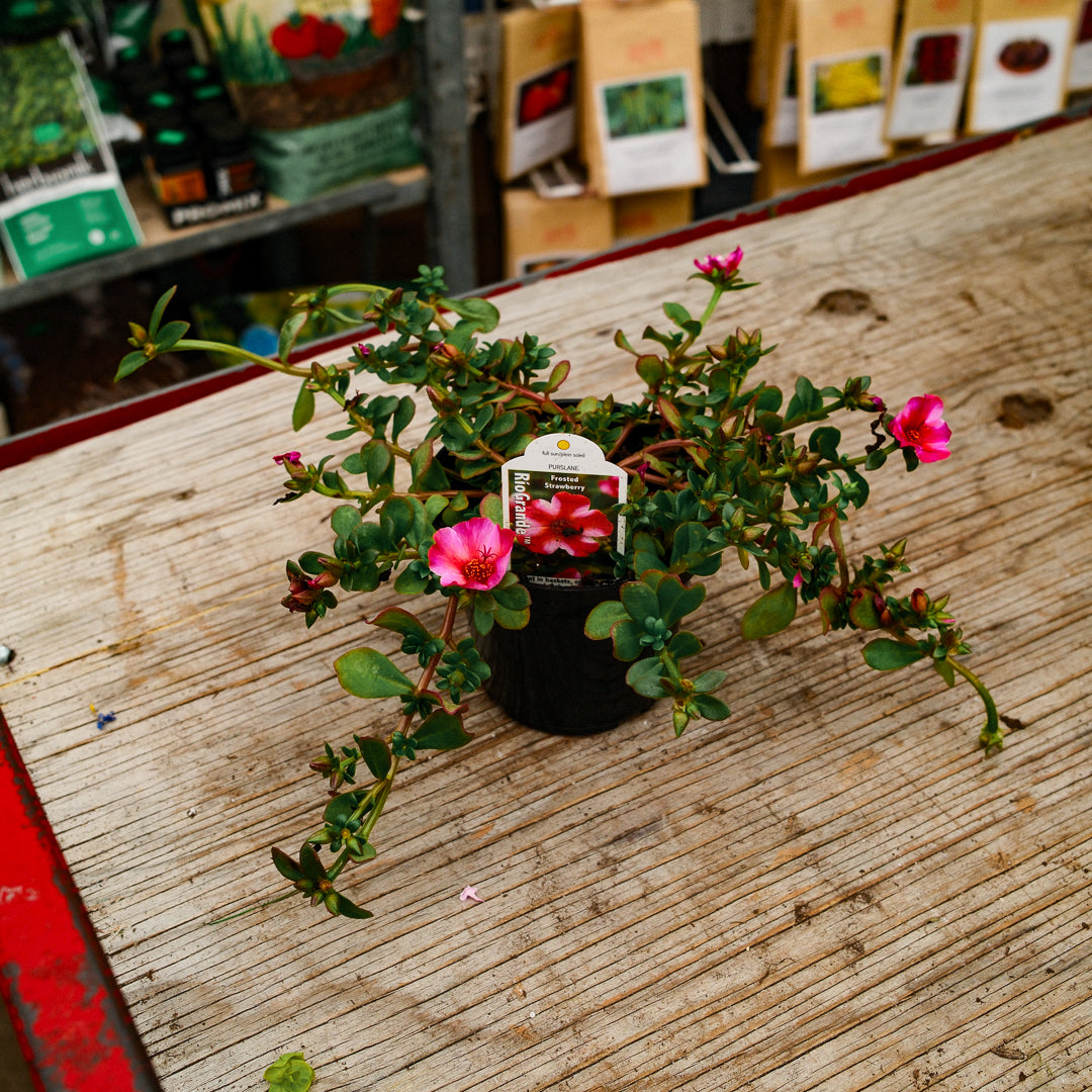 Portulaca (4,5")