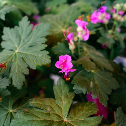 Geranium 'Bevan's Variety (6")