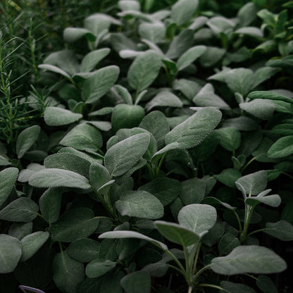 Sauge officinale (4,5")