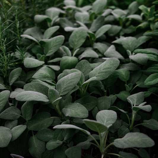Common Sage (4.5")