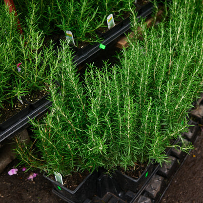 Rosemary (3.5")
