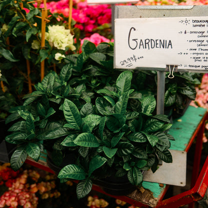 Gardenia (6")