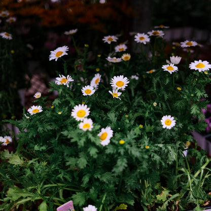 Marguerite vivace (x9)