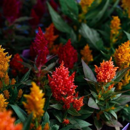 Celosia (x9)