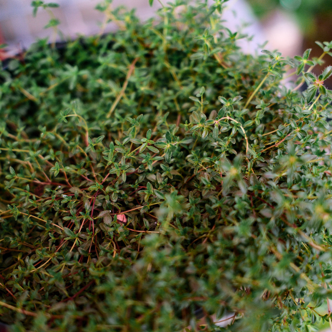 Thym serpolet (6")