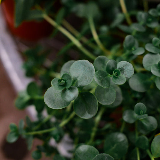 Sedum vivace 'Sun Sparkler Lune Zinger' (6")