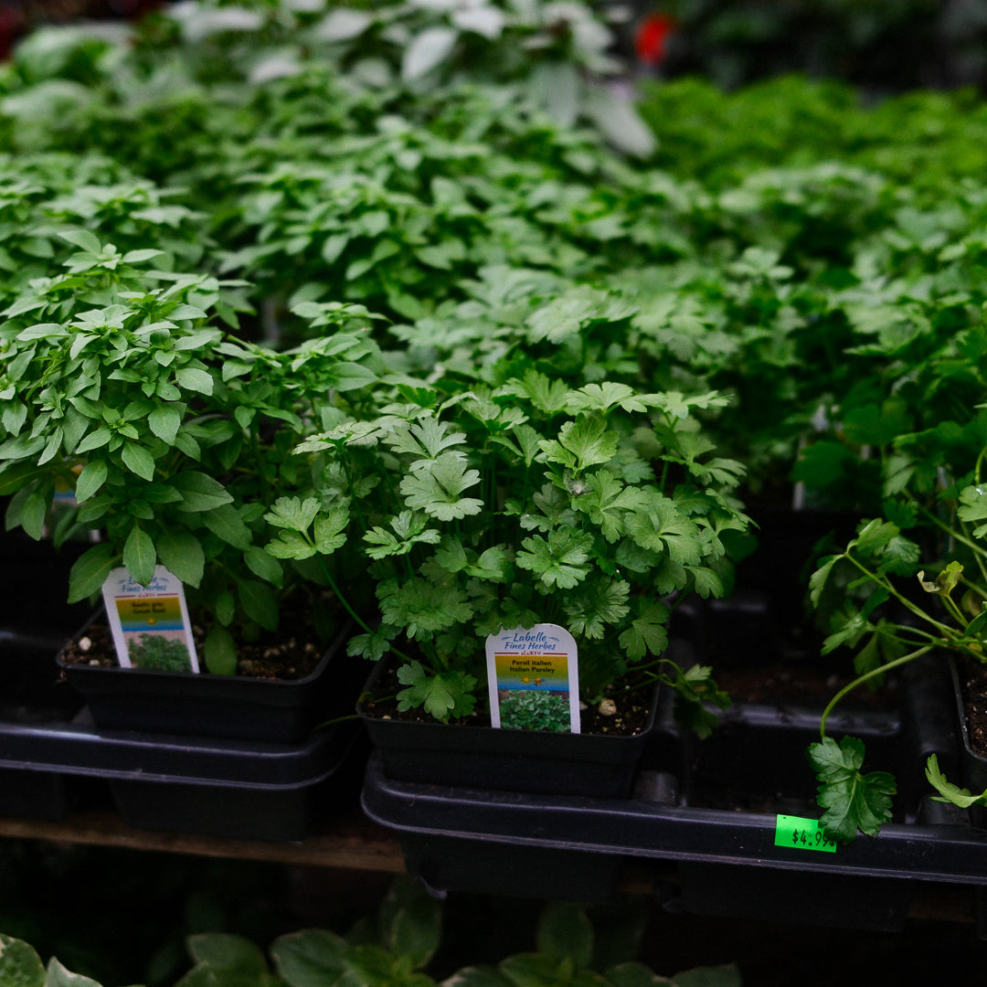 Italian parsley (4.5")