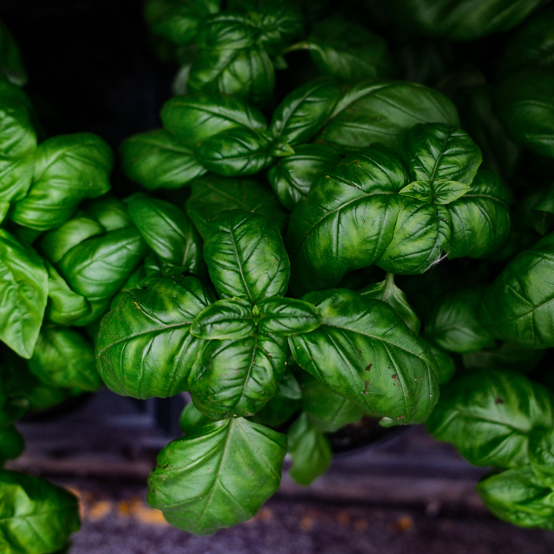 Basilic Genovese (6")