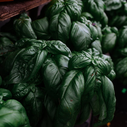 Basilic Genovese (8")