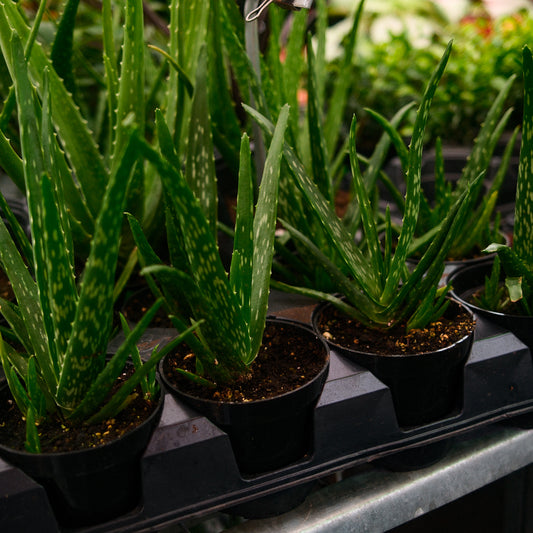 Aloe Vera (4,5")