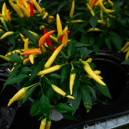 Chilly Chilli Sweet Pepper (5")