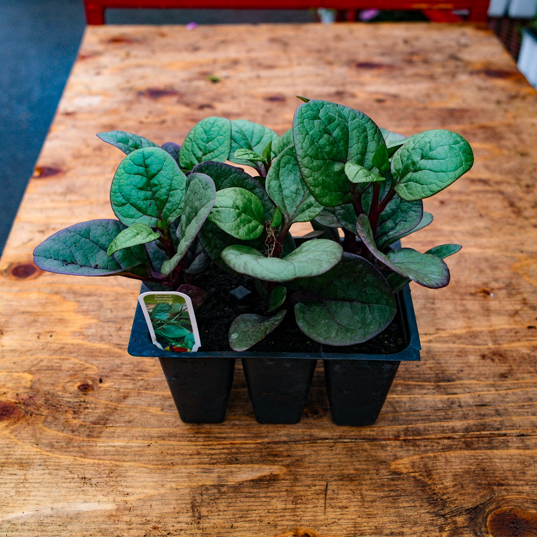 Malabar Spinach (x6)