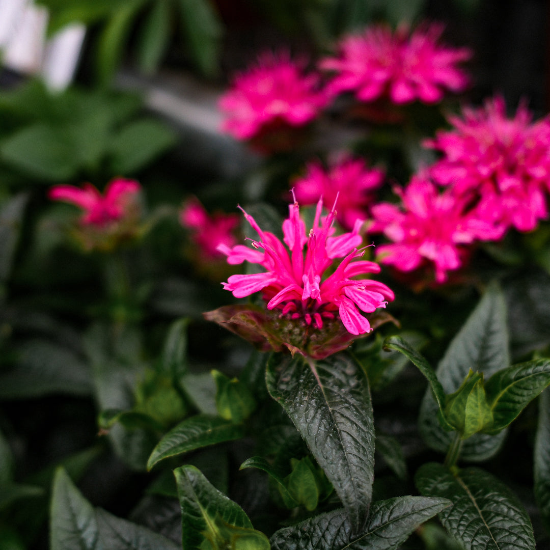 Coneflower 'PowWow Wild Berry' (6")