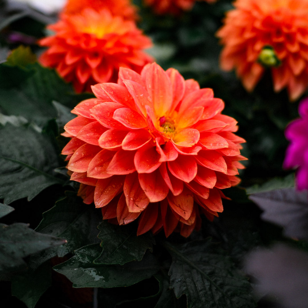Dahlia (5")