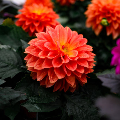 Dahlia (5")