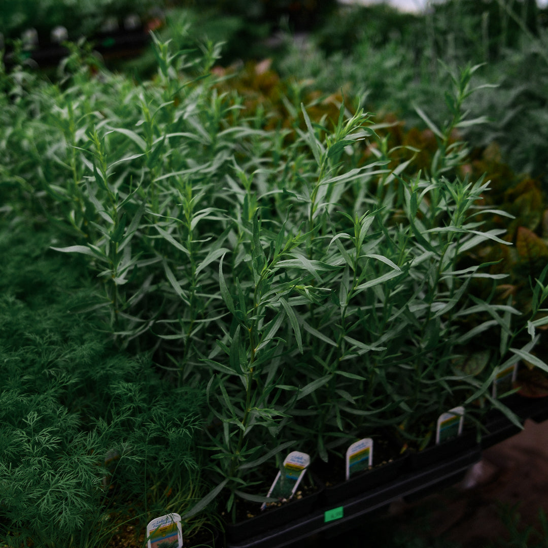 French Tarragon (4,5")
