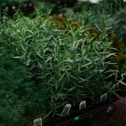 French Tarragon (4,5")