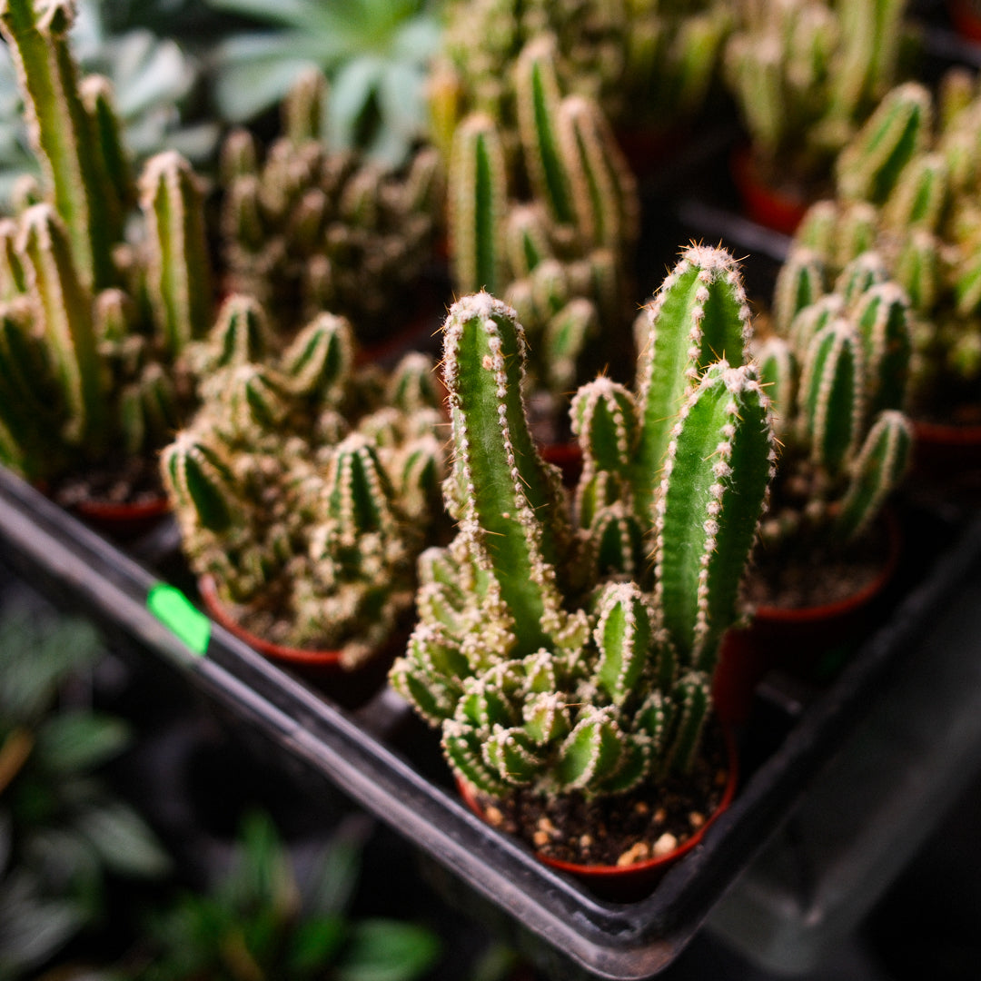 Fairy Castle Cactus (3")