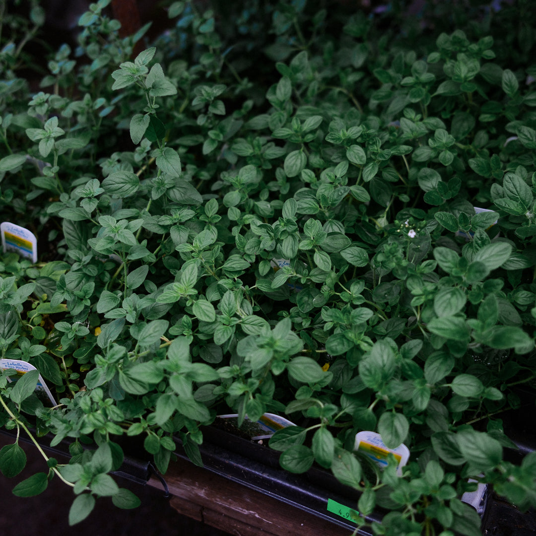 Marjoram (4.5")