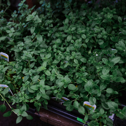 Marjoram (4.5")