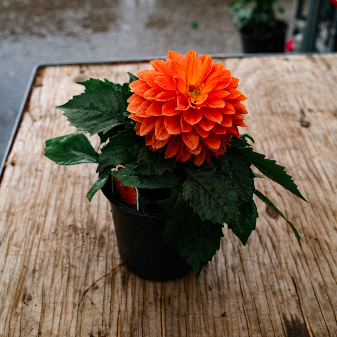 Dahlia (5")