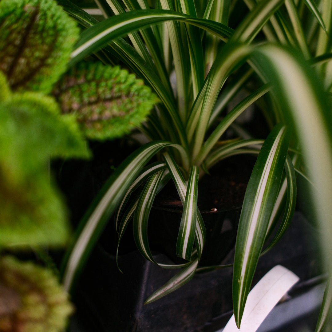 Plante araignée (4,5")
