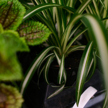 Plante araignée (4,5")