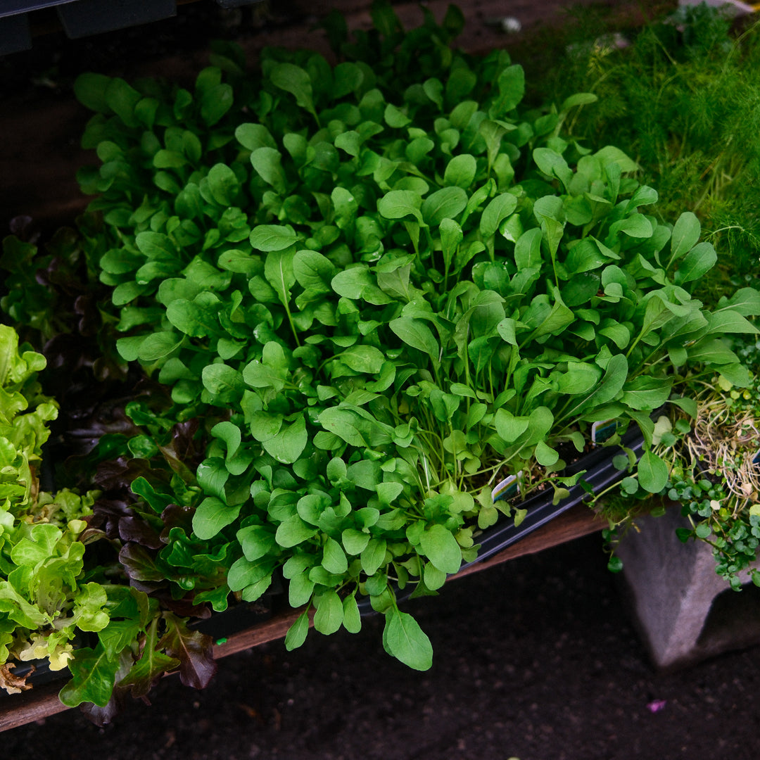 Arugula (4.5")