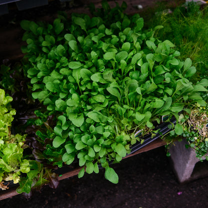 Arugula (4.5")