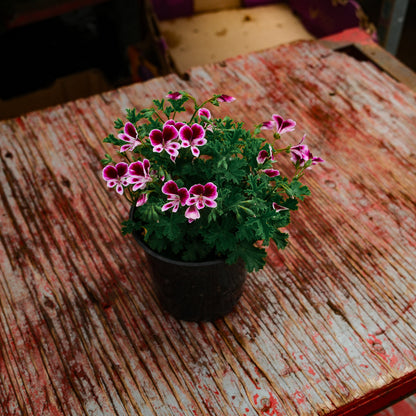 Lemon Geranium (4.5")