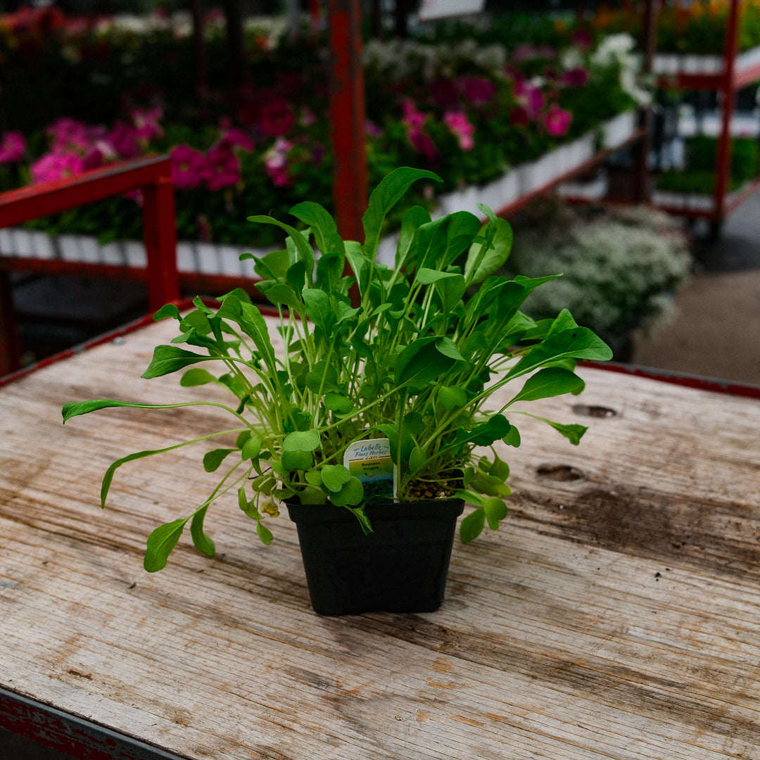Arugula (4.5")