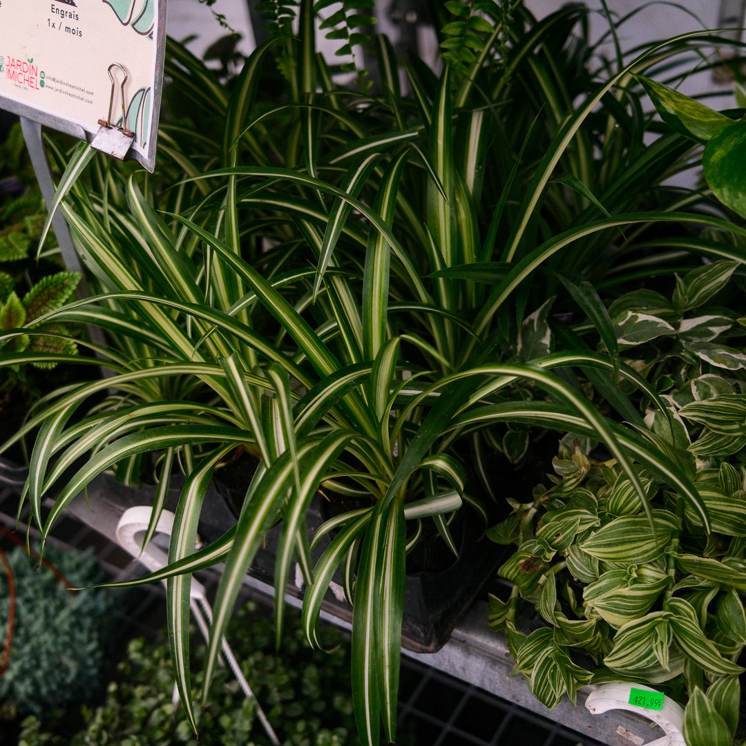 Plante araignée (4,5")