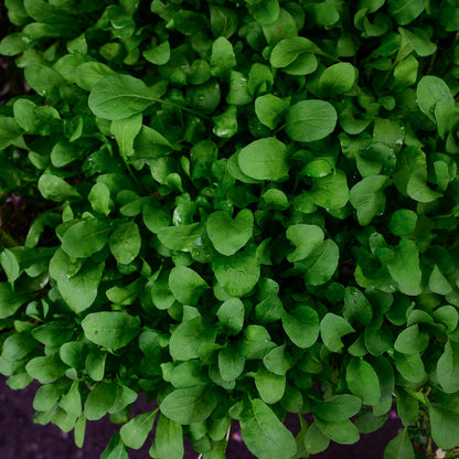 Arugula (4.5")