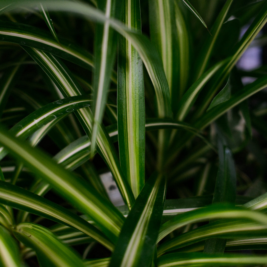 Plante araignée (4,5")