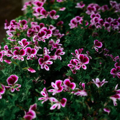 Lemon Geranium (4.5")
