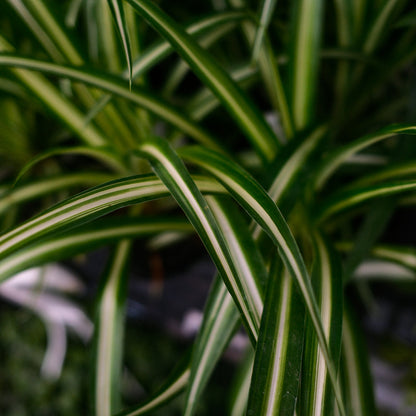 Plante araignée (4,5")