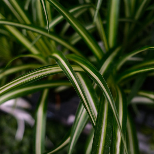 Plante araignée (4,5")