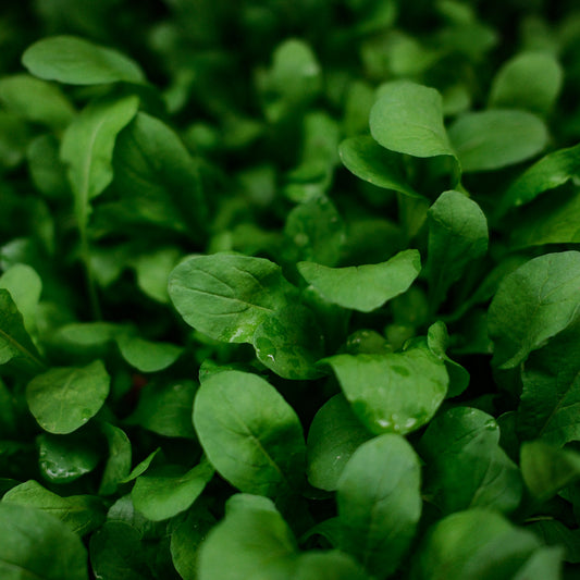 Roquette (4,5")