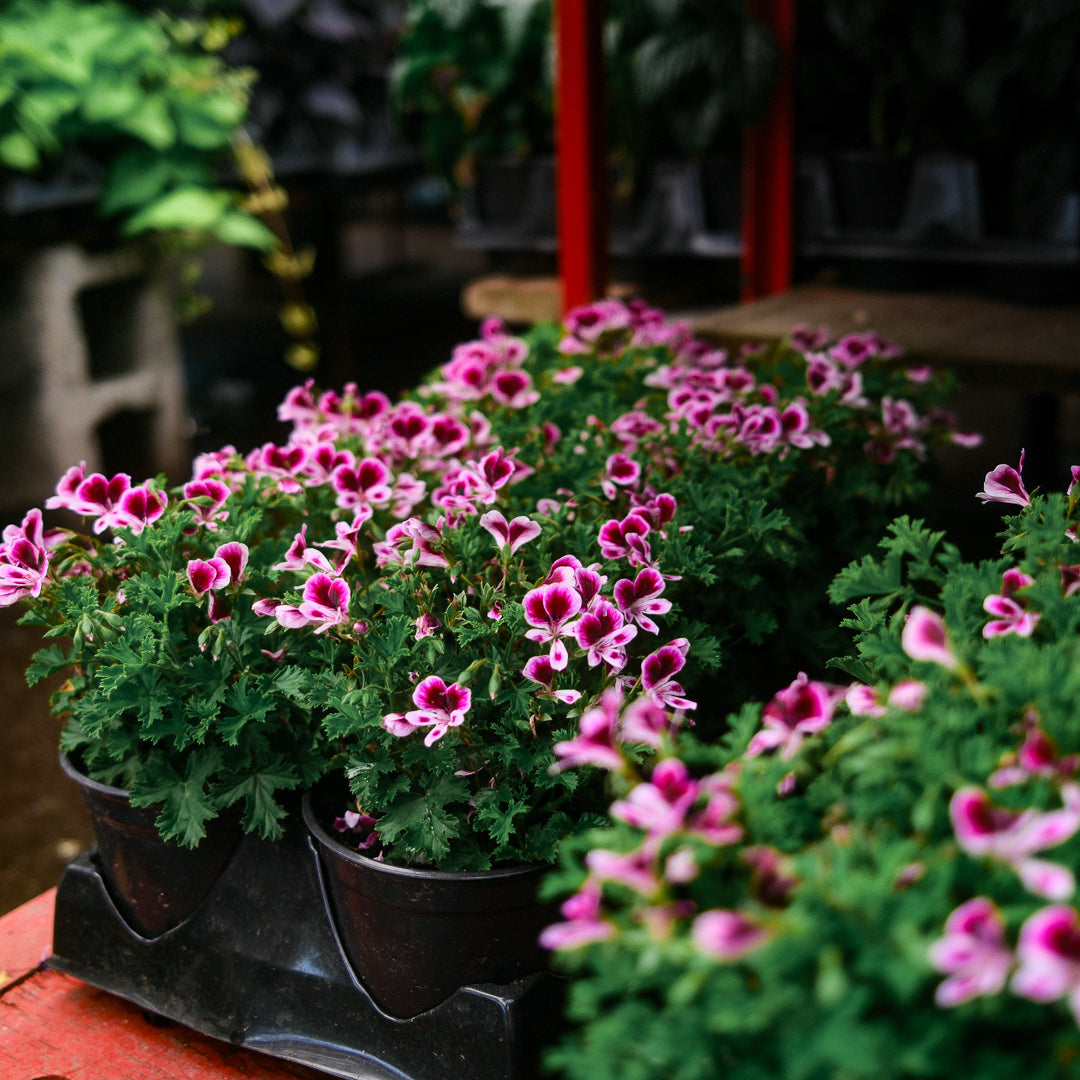 Lemon Geranium (4.5")