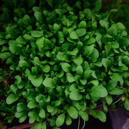 Arugula (4.5")