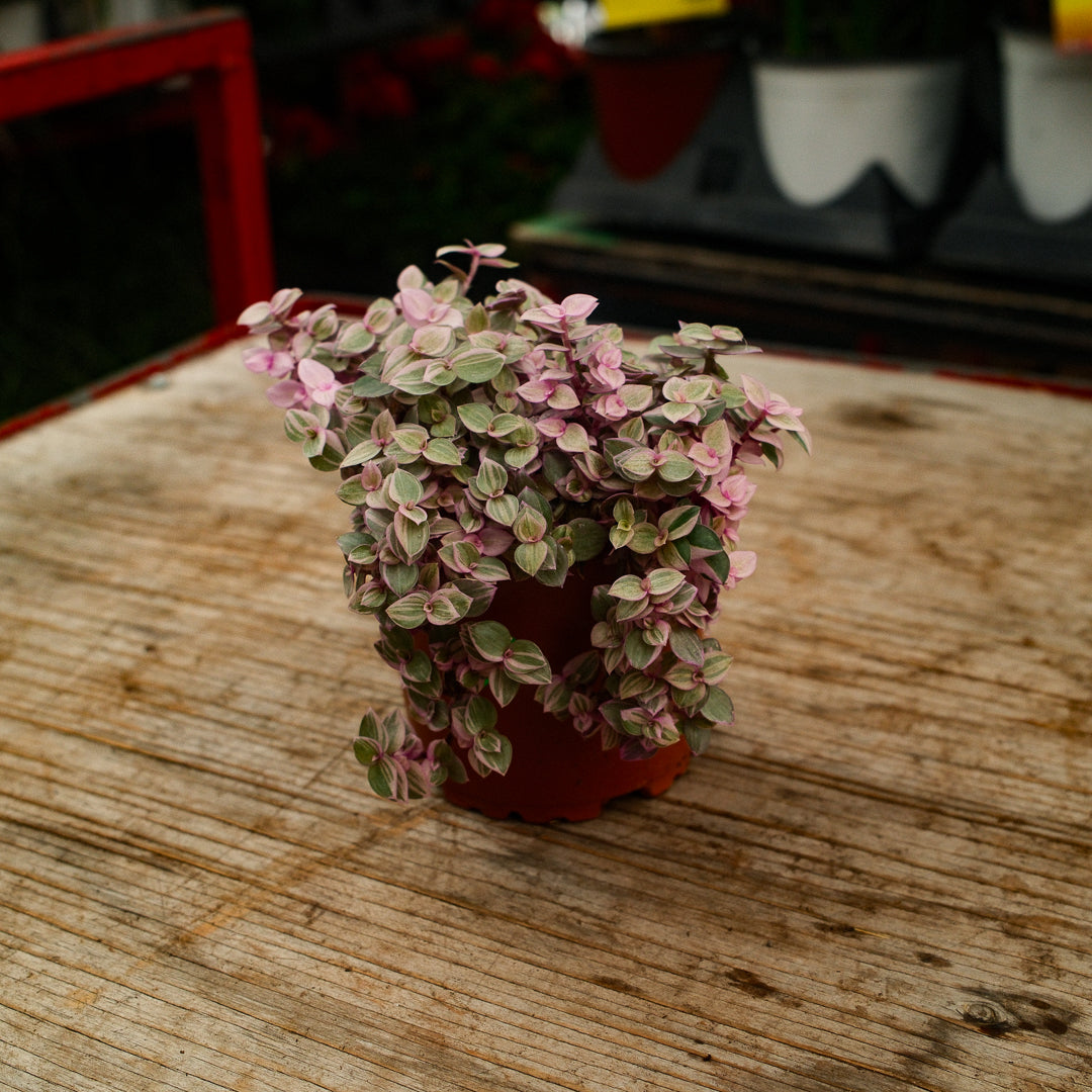 Callisia (4,5")